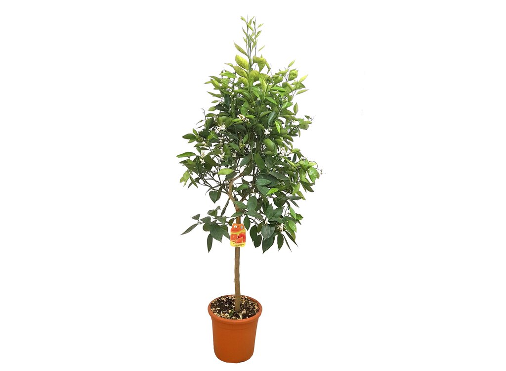 Naranjo Washington Copa M26 100-120cm