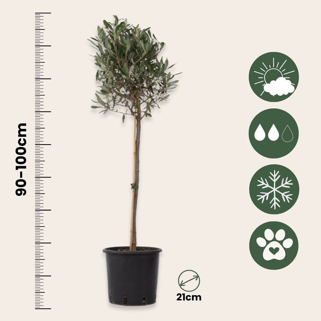 Olivo - 2 Pzs - Olea Europaea - Altura 90-100cm - ⌀21cm_2