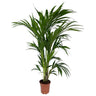 Kentia Forsteriana M19 80-100cm