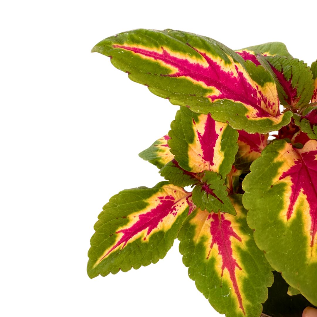 Coleo La Planta De La Mezcla De Colores De Hojas Más Impresionantes