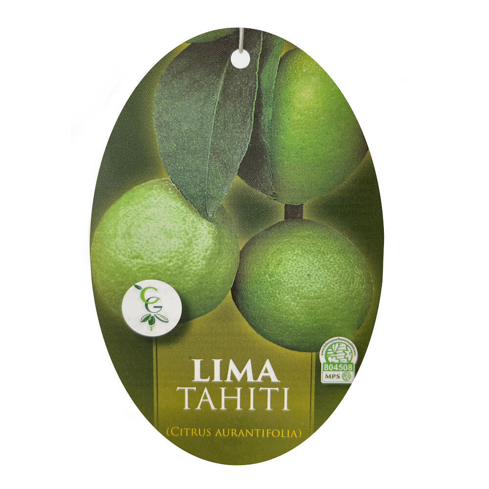 Lima De Tahiti Sin Pepita (limon Persa) M21 65cm_2