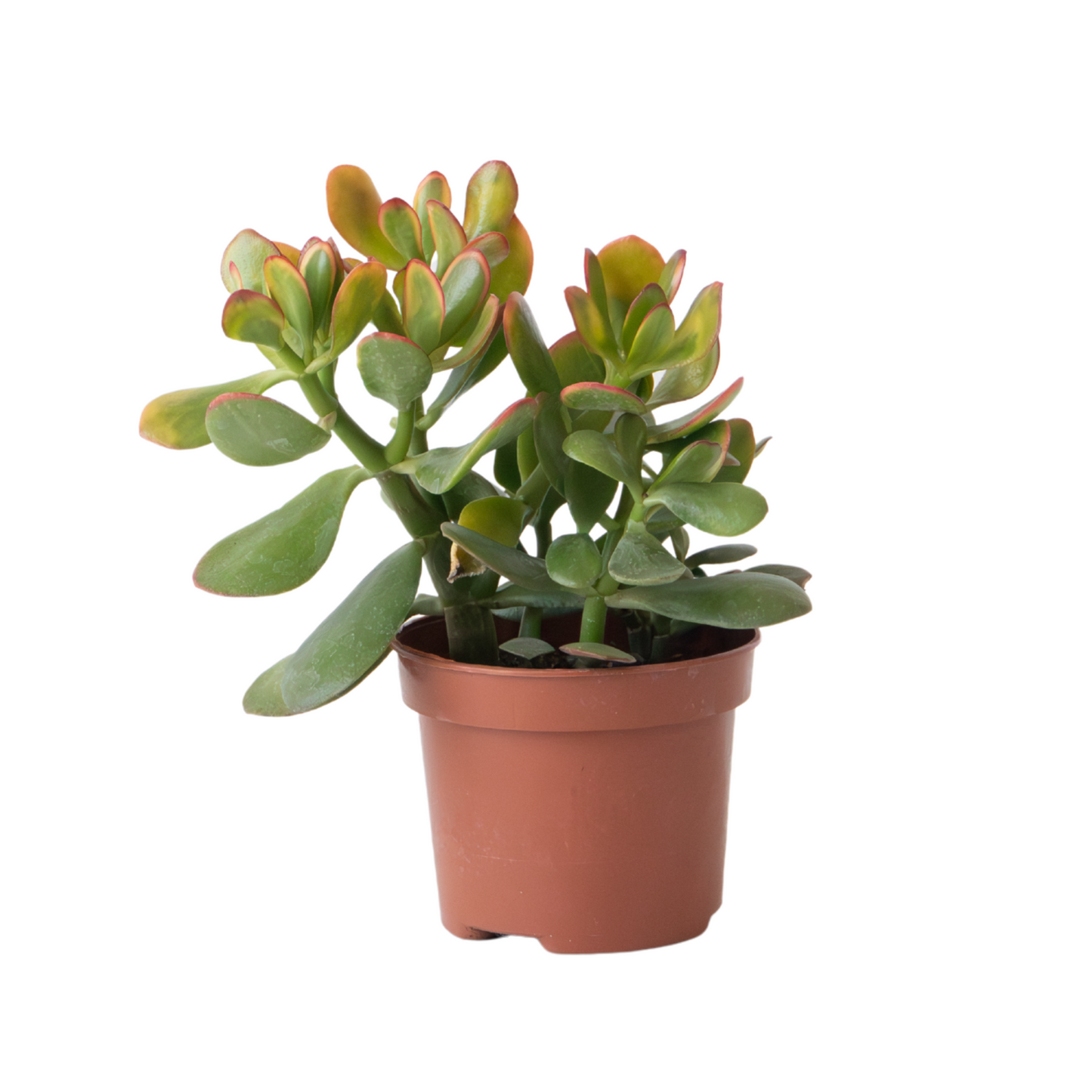 Árbol De Jade - Crassula Ovata 'sunset' - Altura 15-20cm - ⌀12cm