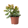 Árbol De Jade - Crassula Ovata 'sunset' - Altura 15-20cm - ⌀12cm