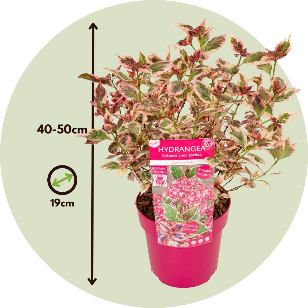 Hortensia - Hydrangea Serrata 'euphorbia Pink' - Altura 40-50cm - ⌀19cm_2