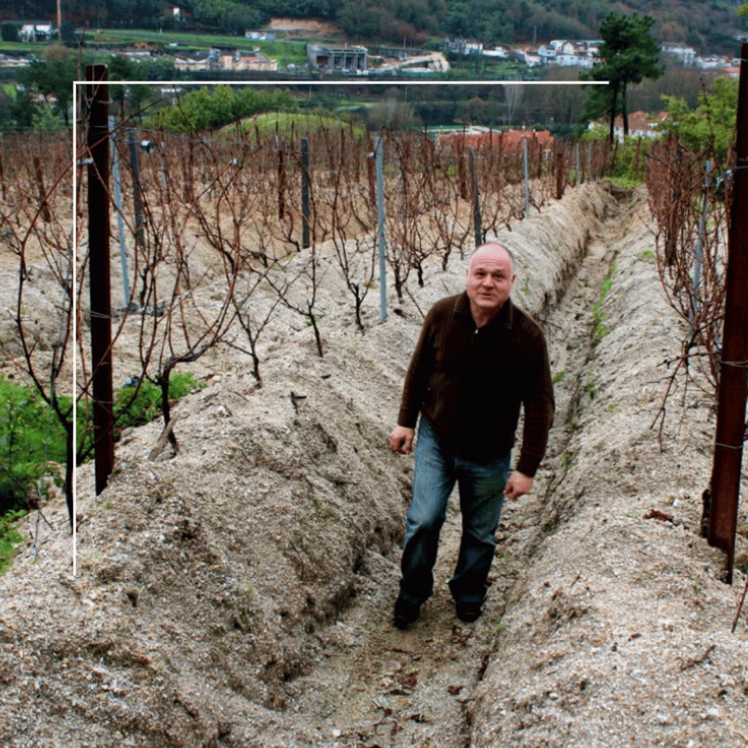 Vino Blanco - Viña De Martín Os Pasás 2020 - Luis Anxo Rodriguez - Ribeiro_1