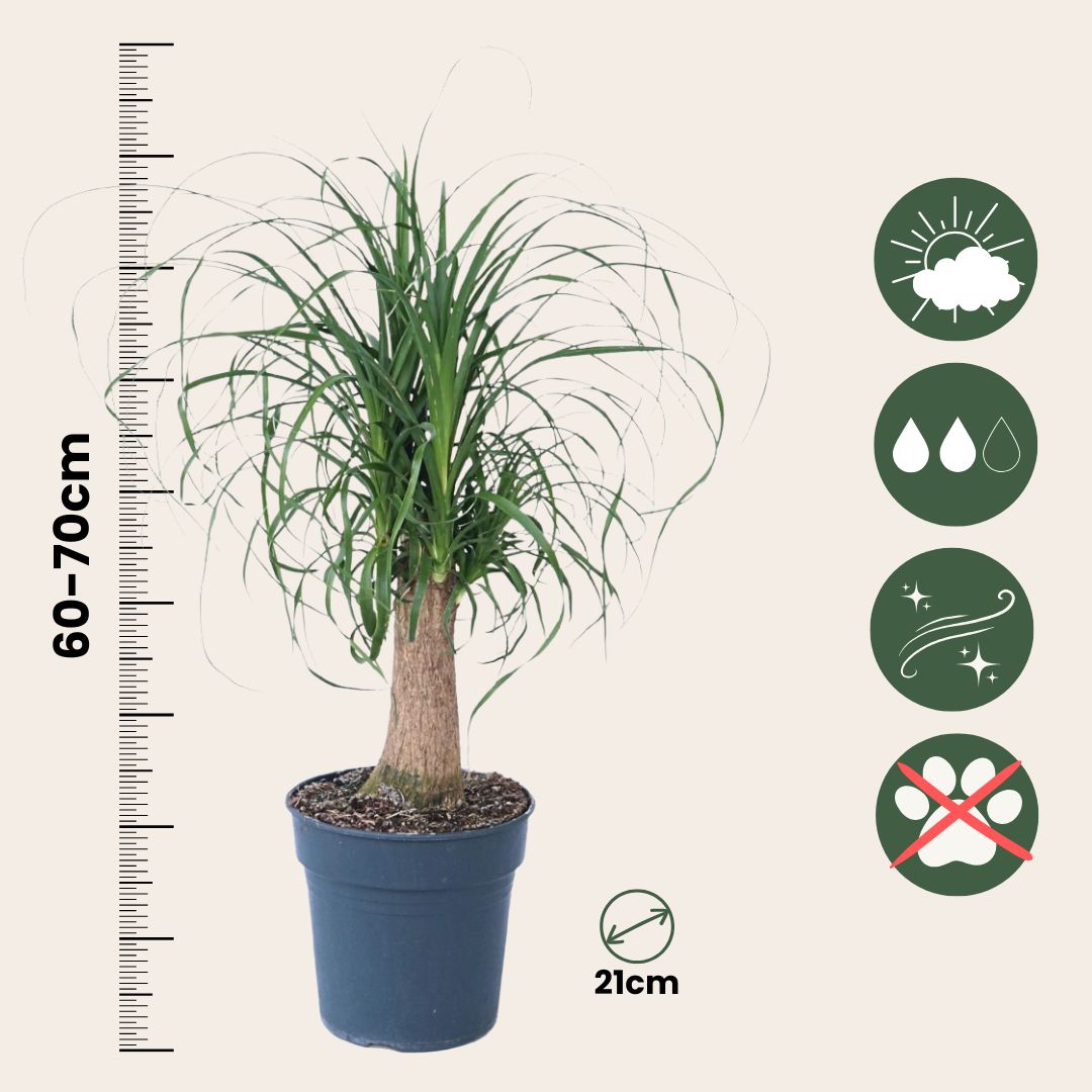 Pata De Elefante - Beaucarnea 'recurvata' - Altura 60-70cm - ⌀21cm_2