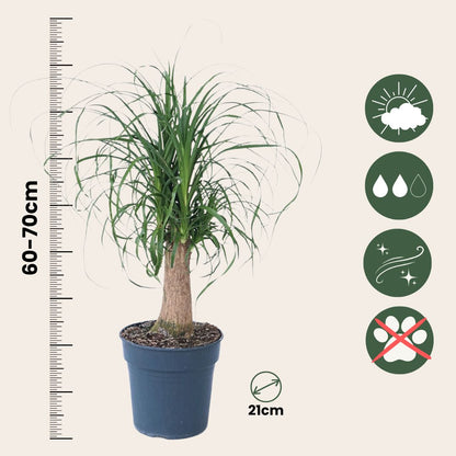Pata De Elefante - Beaucarnea 'recurvata' - Altura 60-70cm - ⌀21cm_2