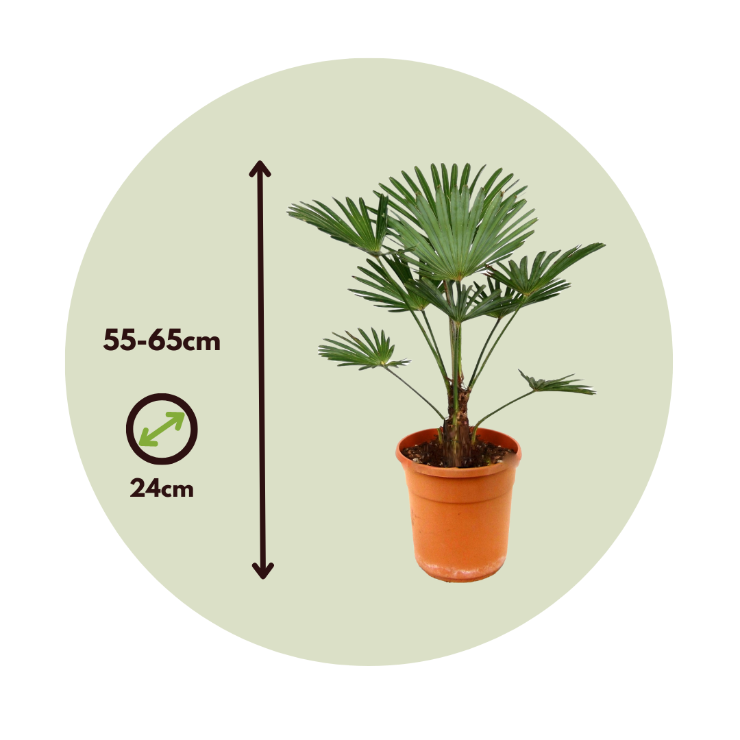 Palma De China - Trachycarpus 'wagnerianus' - Altura 55-65cm - ⌀24cm_2