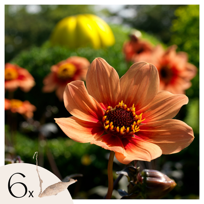 Tubérculos De Dalia - 6 Pzs - Dahlia 'happy Single'_0