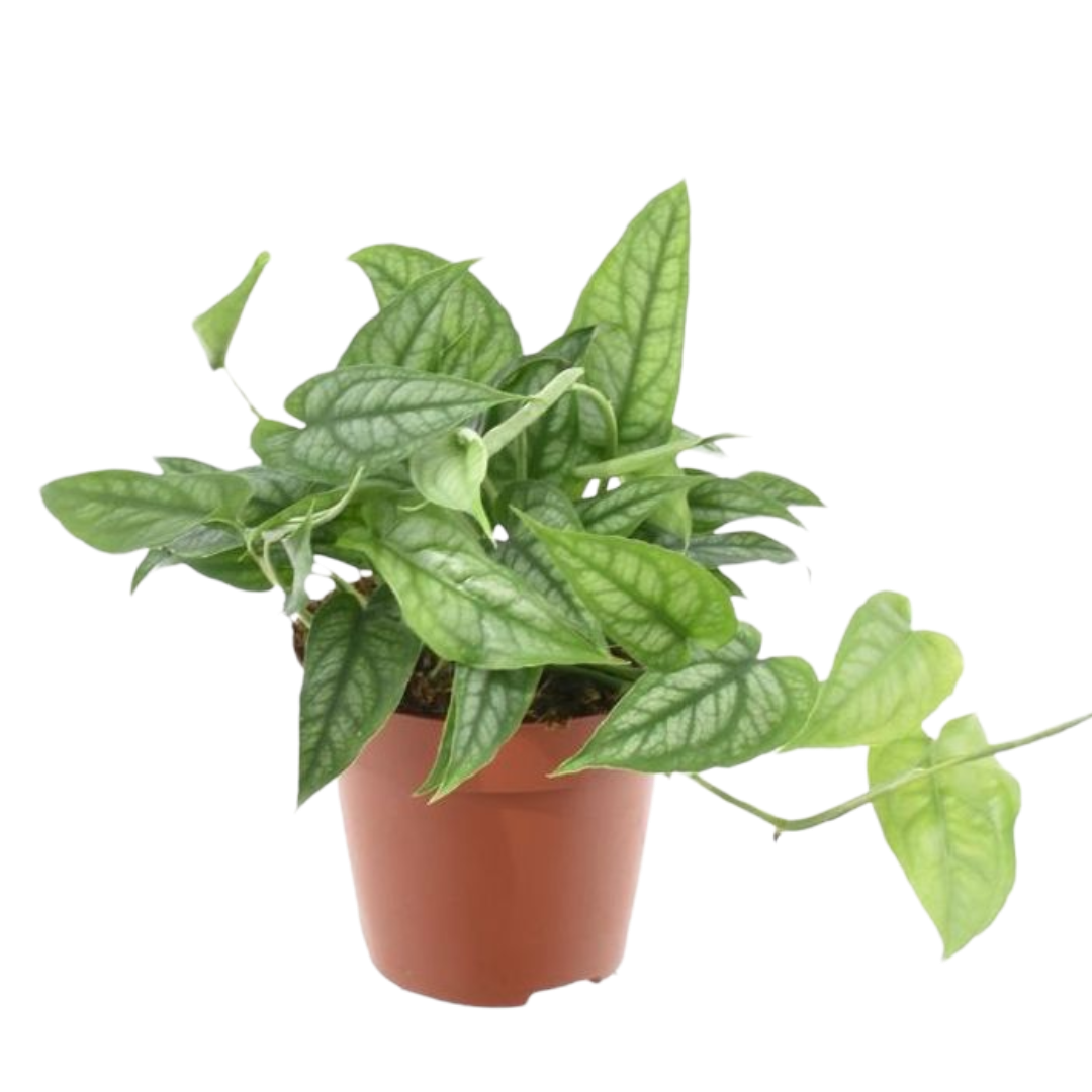 Monstera Siltepecana Planta De Interior Colgante Ø12_0