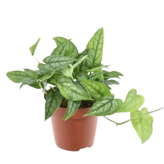 Monstera Siltepecana Planta De Interior Colgante Ø12_0