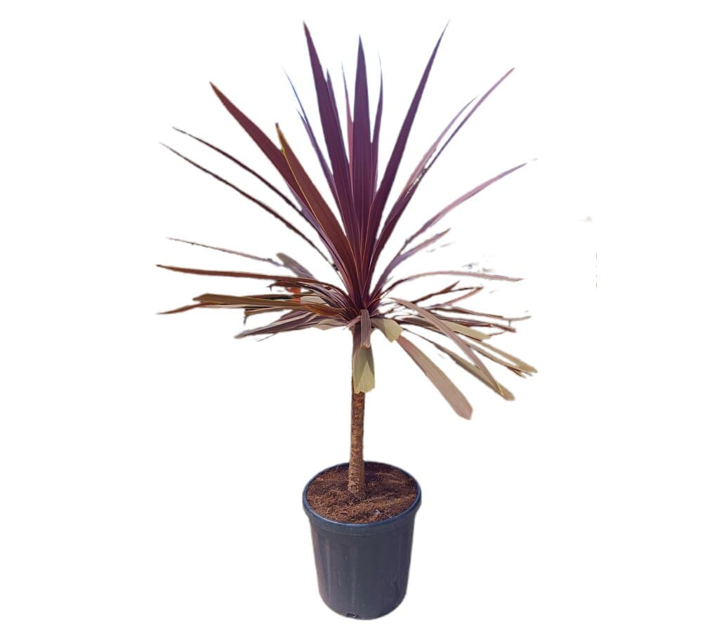Cordyline Red Star M30 140-150cm_0