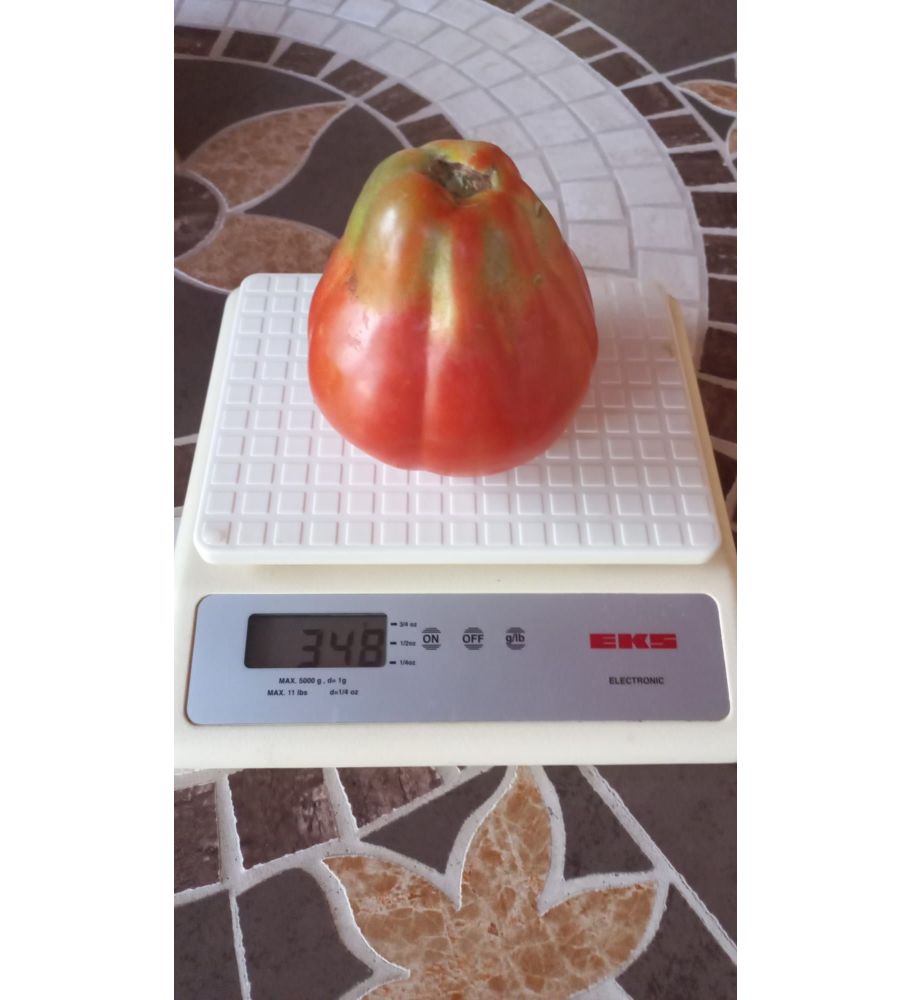 Plantón Tomate Liguria (10 Unidades)_2