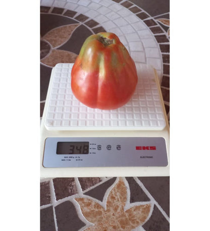Plantón Tomate Liguria (10 Unidades)_2