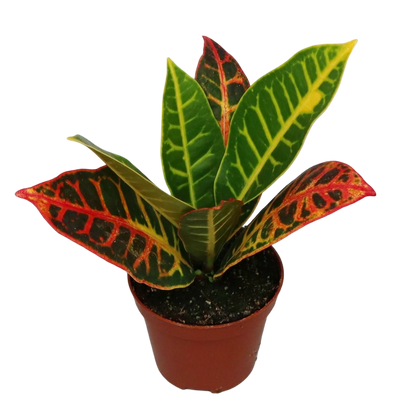 Mini Planta Croton Petra Para Interior Y Terrarios Ø6_0