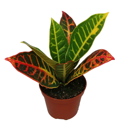 Mini Planta Croton Petra Para Interior Y Terrarios Ø6_0