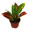 Mini Planta Croton Petra Para Interior Y Terrarios Ø6