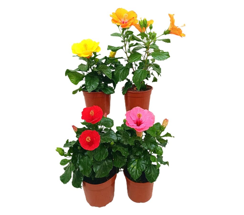 Hibiscus Rosa Sinensis M18