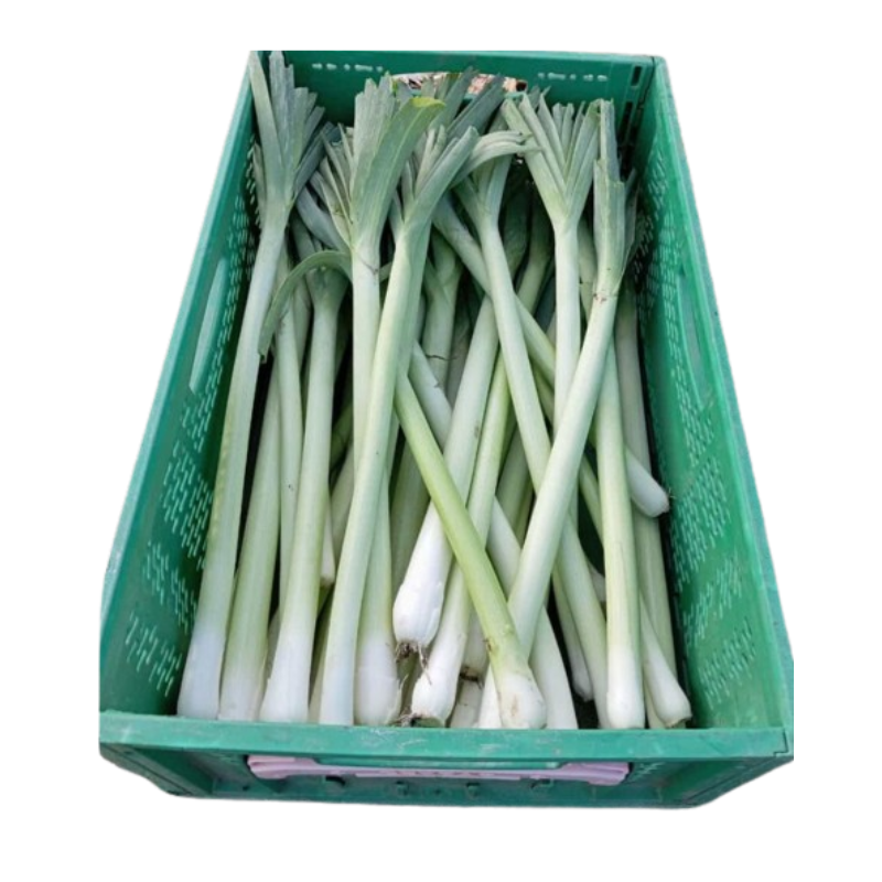 Caja de 10 manojos de puerros Extremadura Eco_0