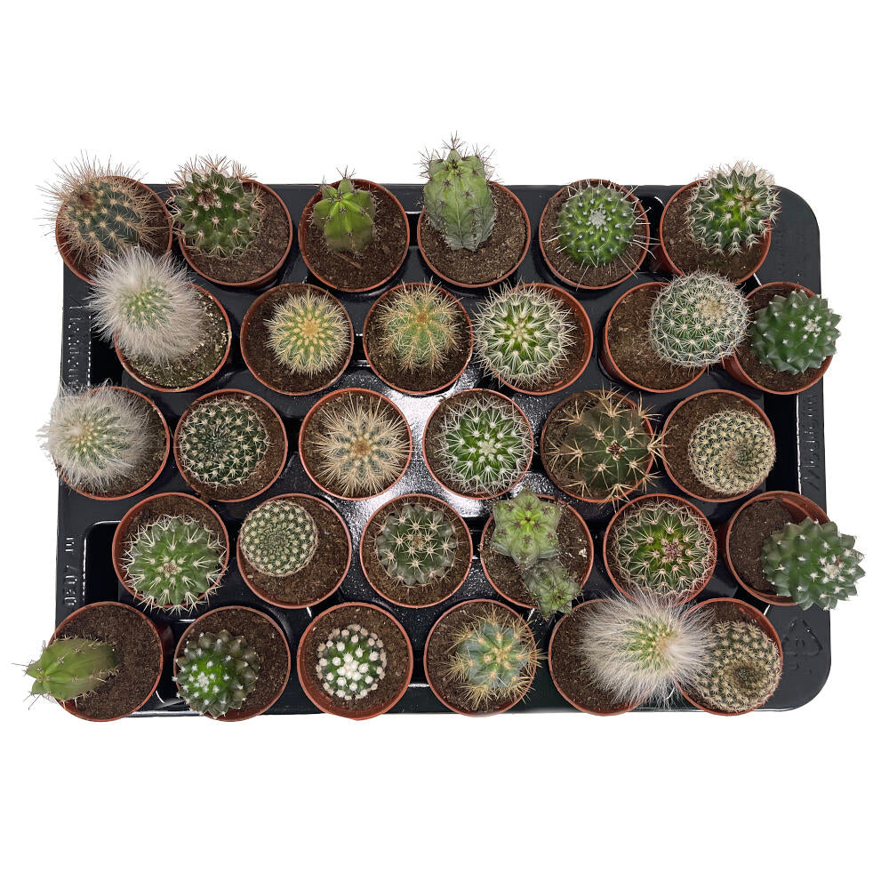 Pack 24 Cactus Variado M5_1