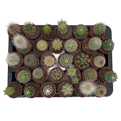 Pack 24 Cactus Variado M5_1