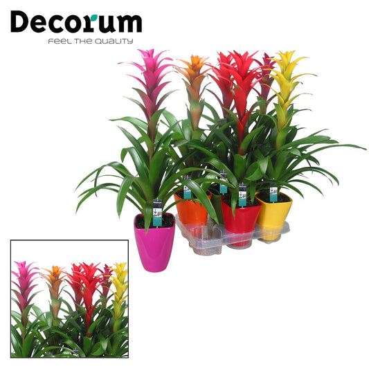 Guzmania Variada Ceramica M14 60cm_0
