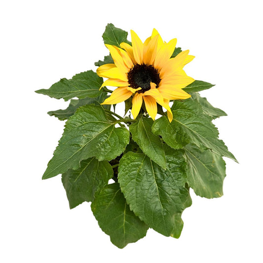 Girasol Ornamental En Maceta M14: La Flor Más Demandada Para Tu Jardín M14_0