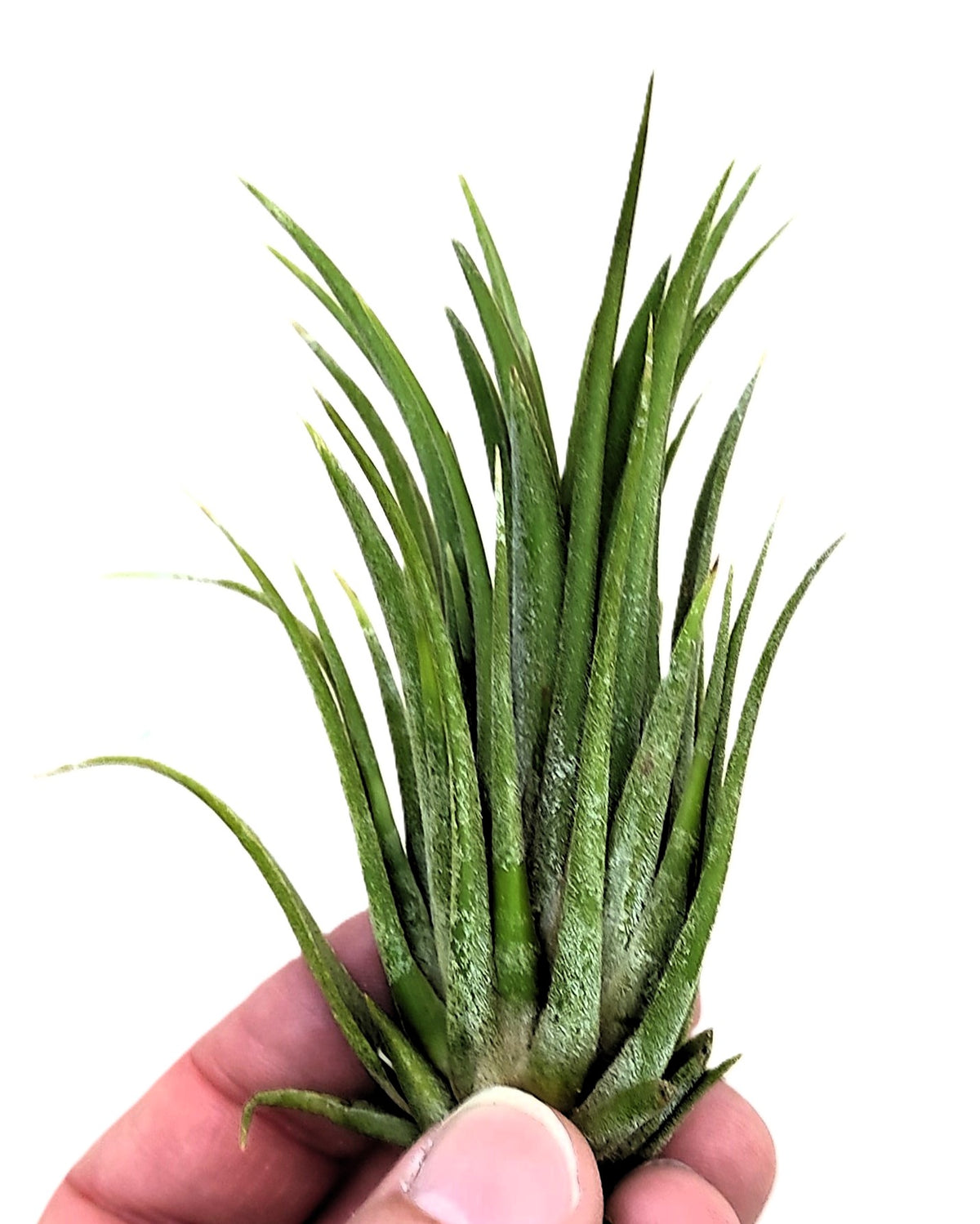 Tillandsia Ionantha Var. Rubra [m]; Planta Del Aire; Curiosarium; Altura 7-10 Cm_1