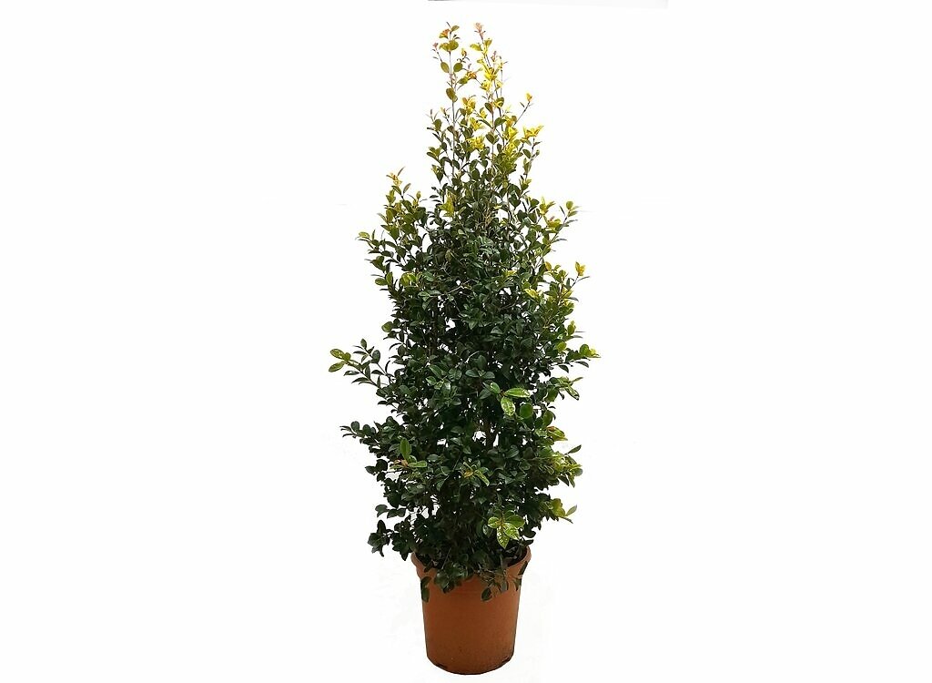 Eugenia Newport M24 100cm_0