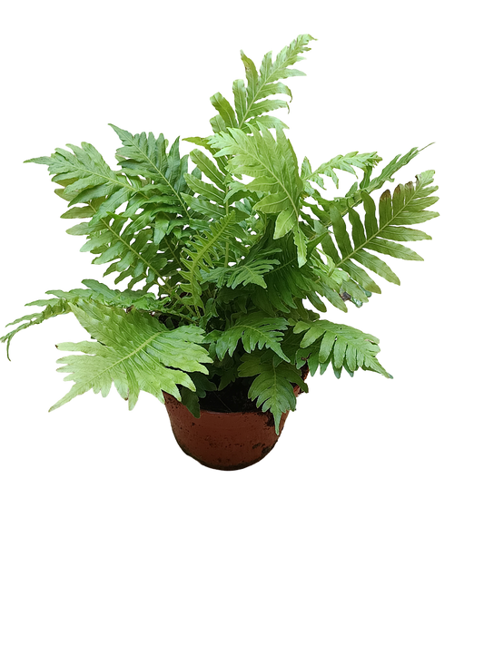 Helecho Silver Lady Planta De Interior Ø10