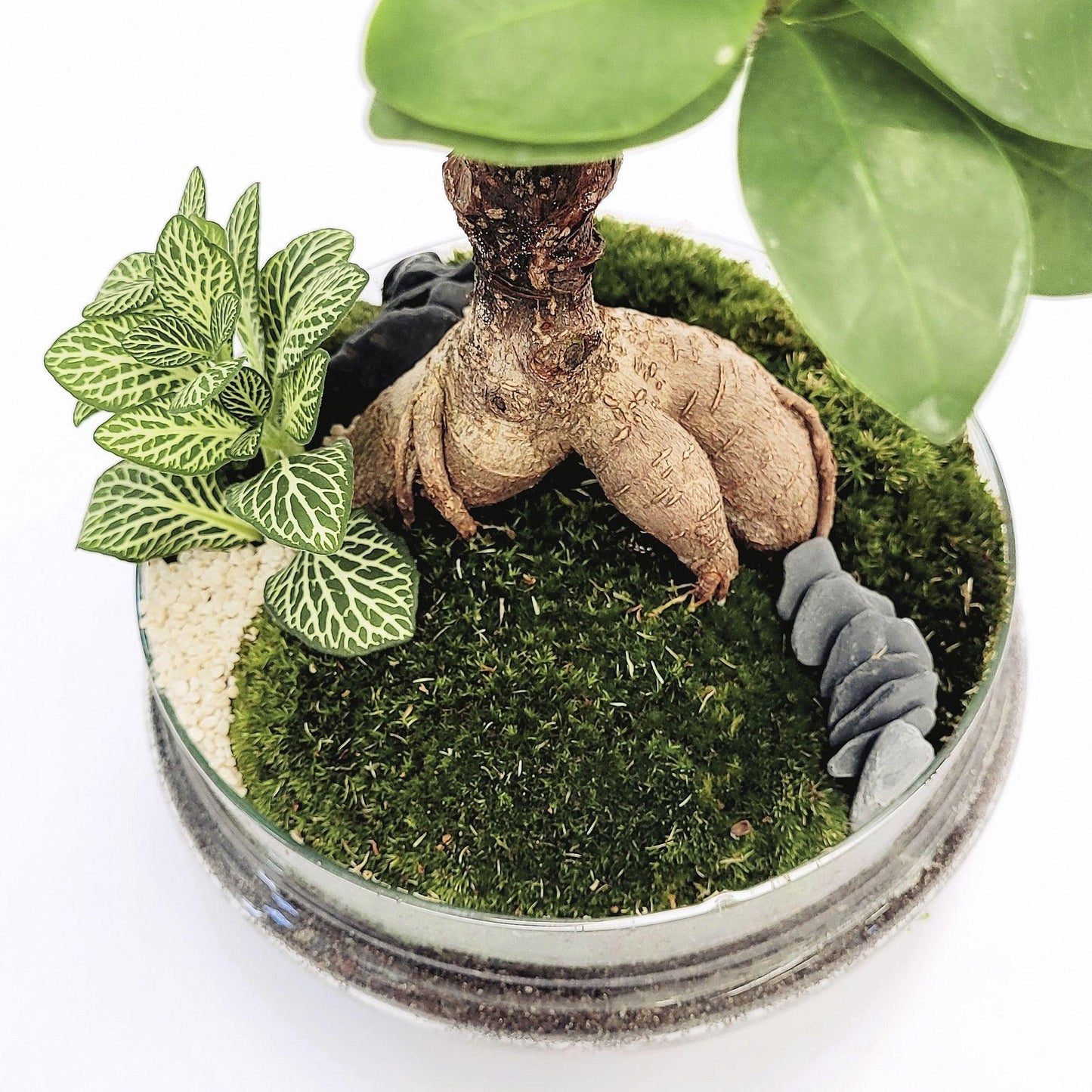 Terrario Madagascar Hole Ficus Retusa Ø19 x 30 cm