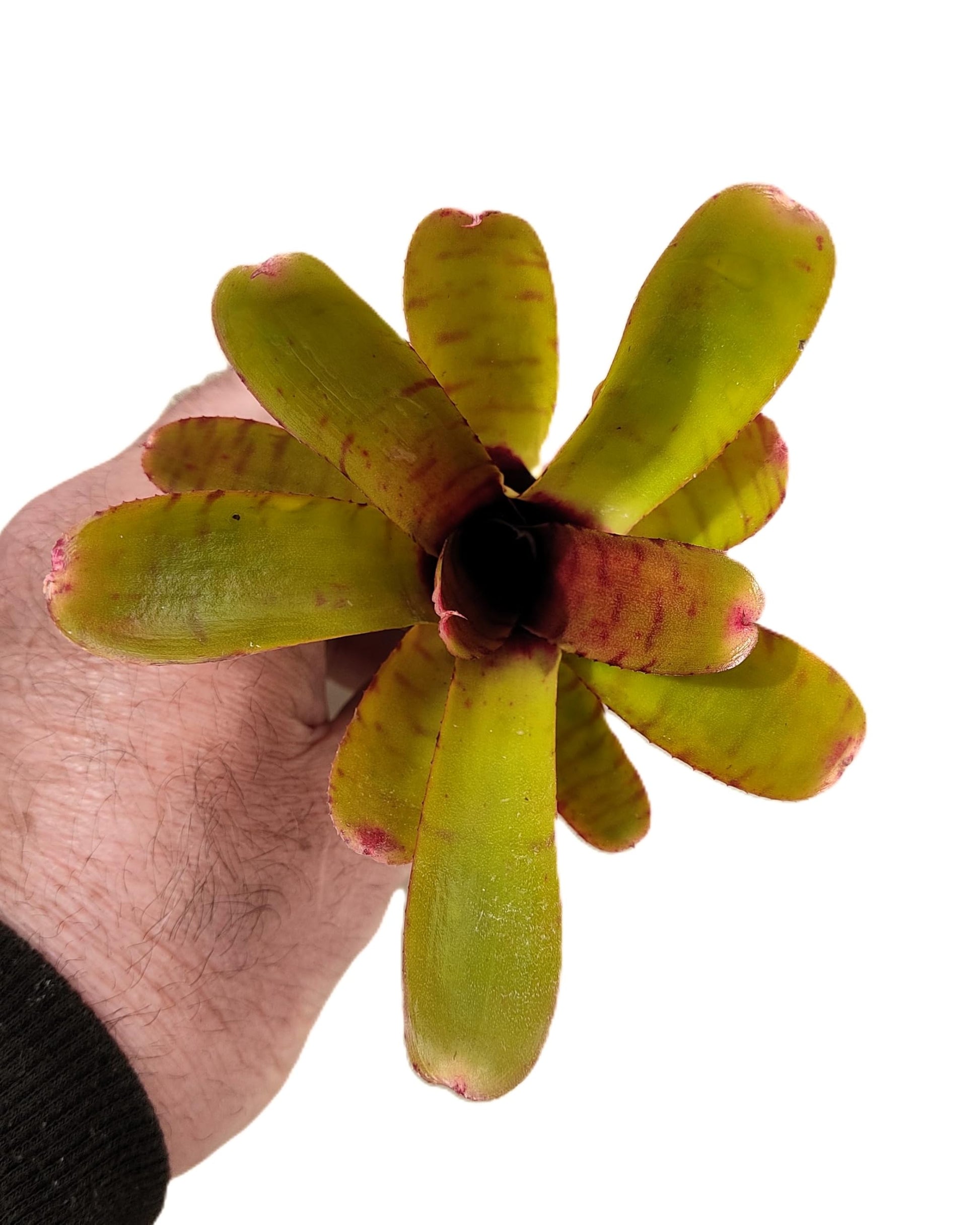 Neoregelia 'Thera'; bromelia verde colorida; Curiosarium; altura 10 cm, diámetro 12 cm, sin sustrato_3