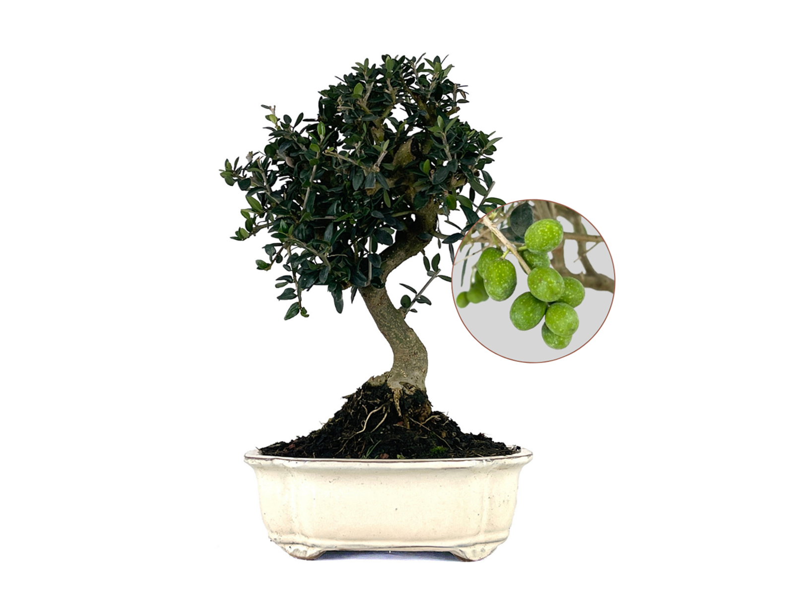 Bonsái Olea Europea Sylvestris – Acebuche 10 Años_0