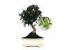 Bonsái Olea Europea Sylvestris – Acebuche 10 Años