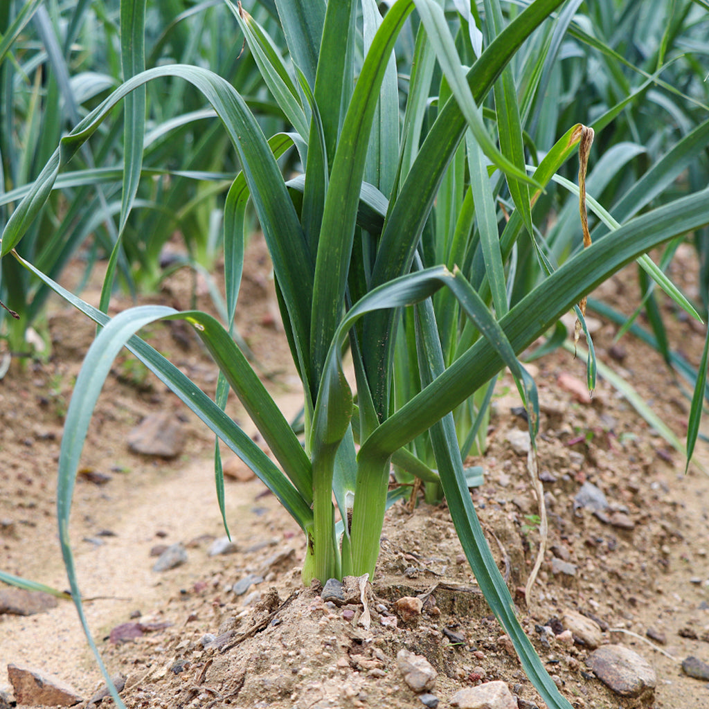 Plantón Puerro - Plantabo