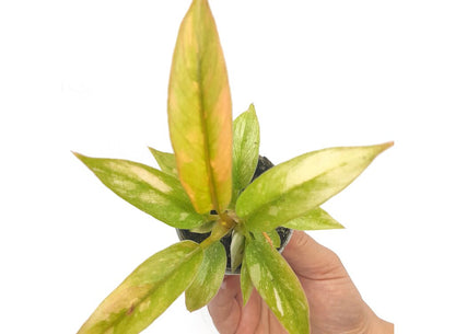 Philodendron Ring On Fire M6_2
