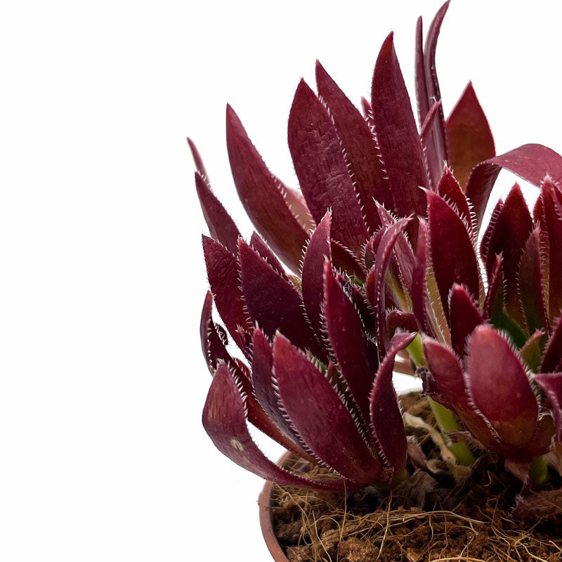 Aeonium 'Cornish Tribute' Cactus Y Suculentas M8,5 cm Ø_2