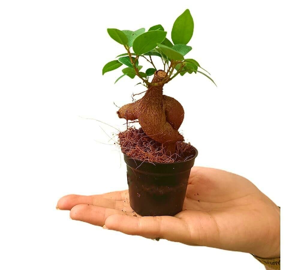 Bonsai Ficus Microcarpa Ginseng M6_0
