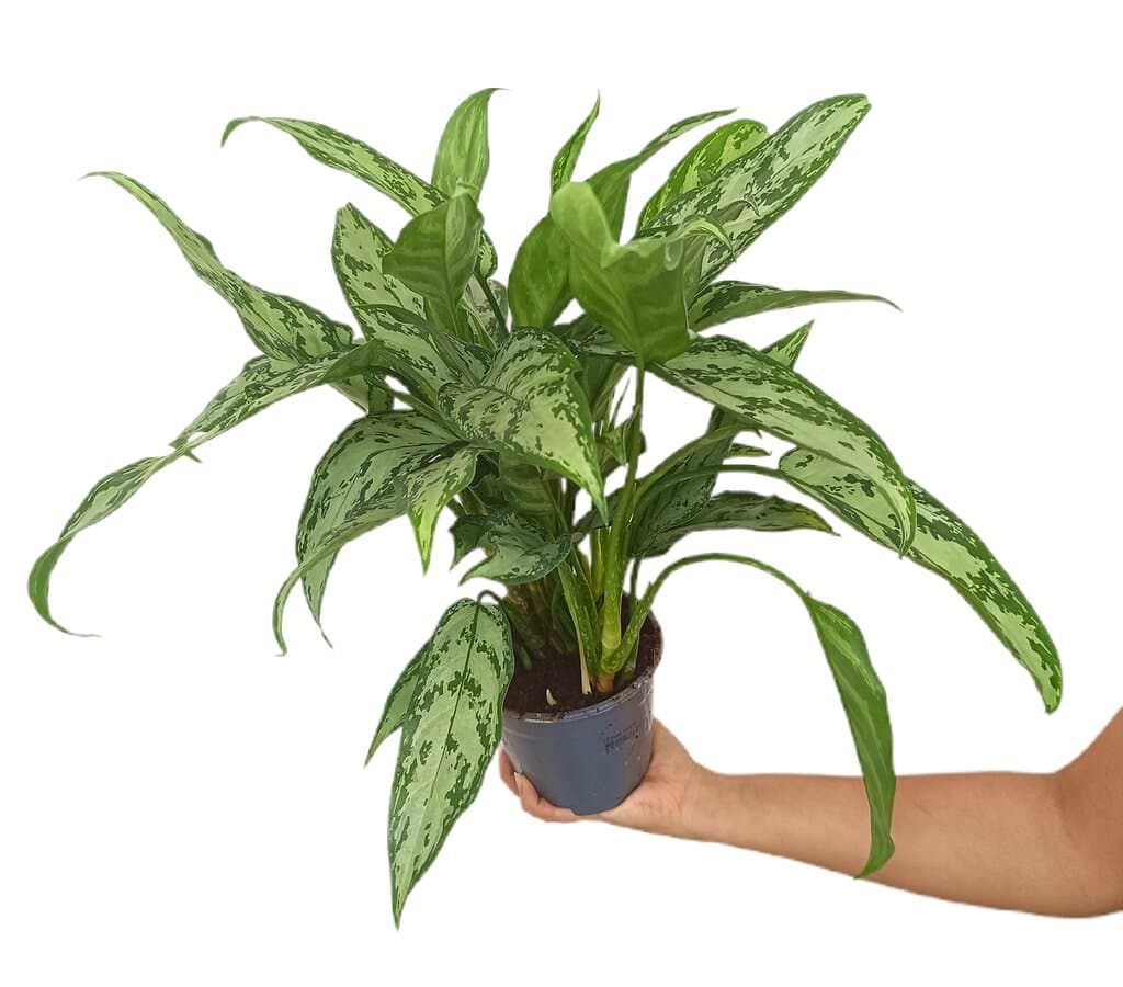 Aglaonema Silver Queen M14 45cm_0