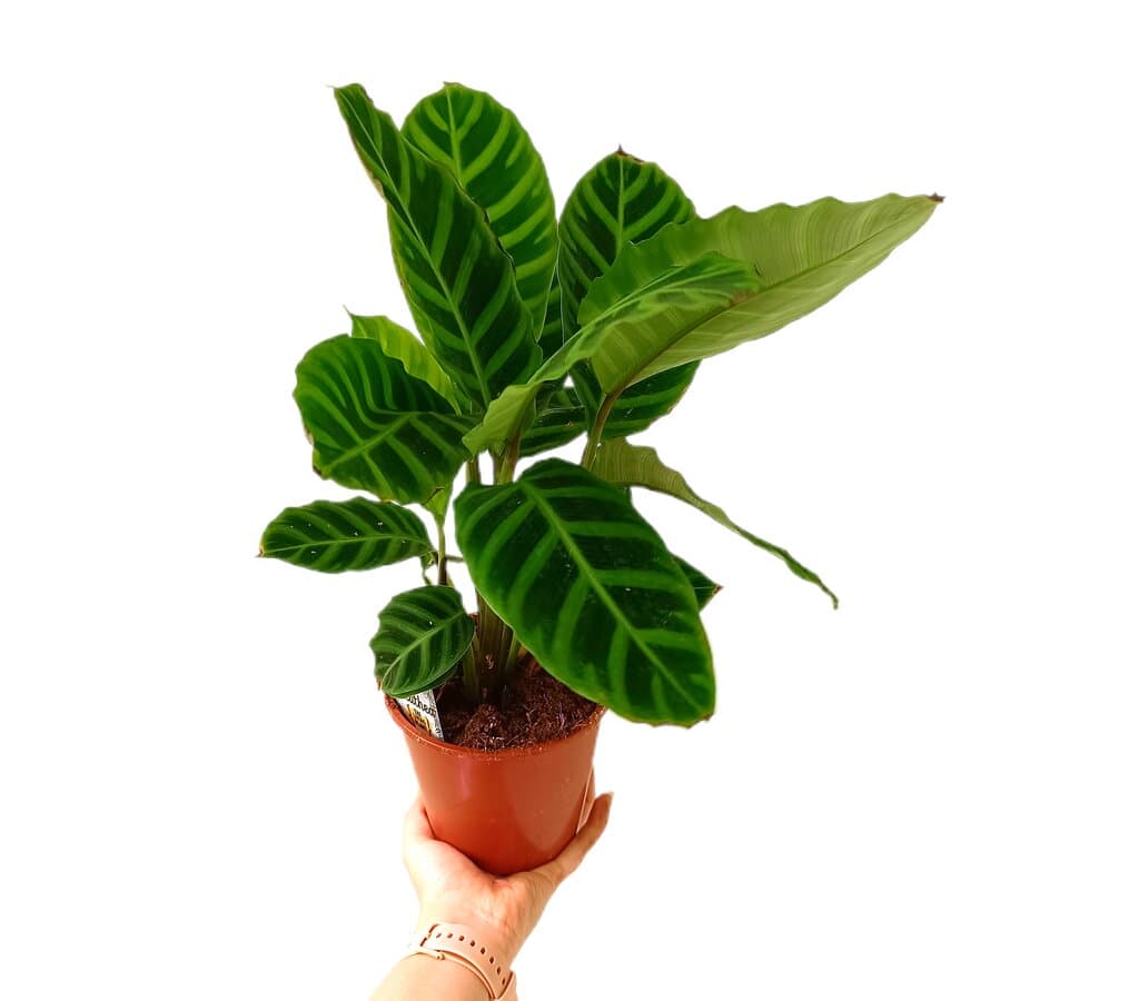 Calathea Zebrina M15_0
