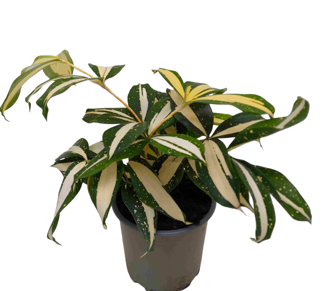Planta Natural Dracaena Surculosa 'milky Way' 1 Ud Ø 12 Alt. 25_0