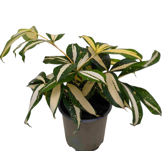 Planta Natural Dracaena Surculosa 'milky Way' 1 Ud Ø 12 Alt. 25_0