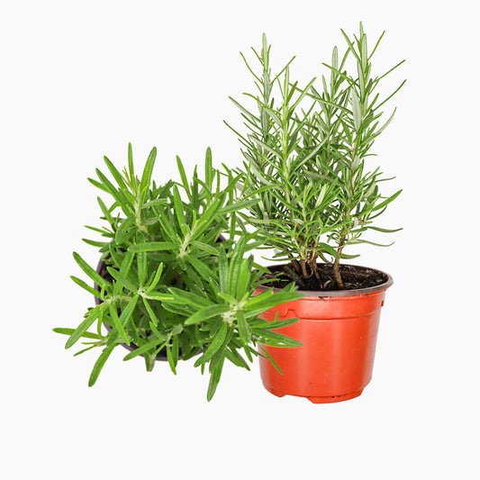 Maceta Romero Alto 10,5 Cm - Plantabo_0