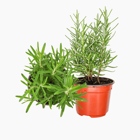 Maceta Romero Alto 10,5 Cm - Plantabo_0