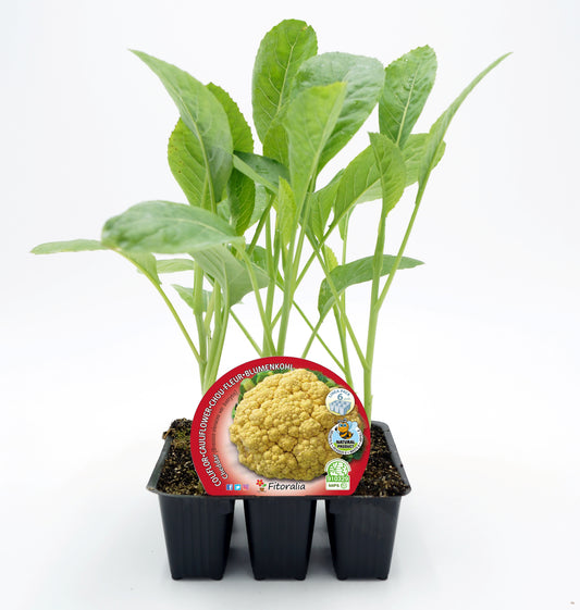 Pack Plantones Coliflor Híbrida F1 Amarilla Cheddar 6 Ud. Natural - Fitoralia