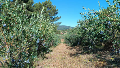 Arándanos Ecológicos | Tarrina De 500 G_2
