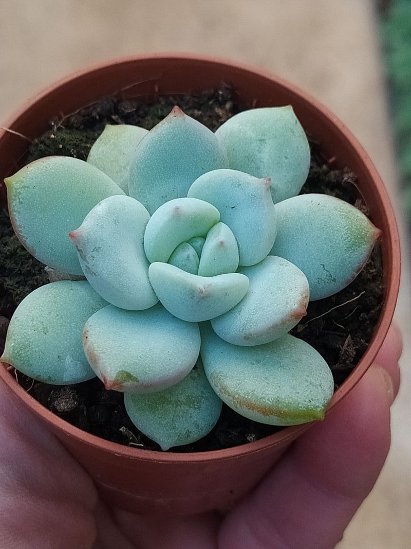 Graptoveria A Grim One Planta Suculenta Ø5_0