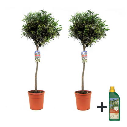 Olivo - 2 Pzs - Olea Europaea - Altura 90-100cm - ⌀21cm