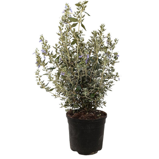 Teucrium Fruticans M19 60cm