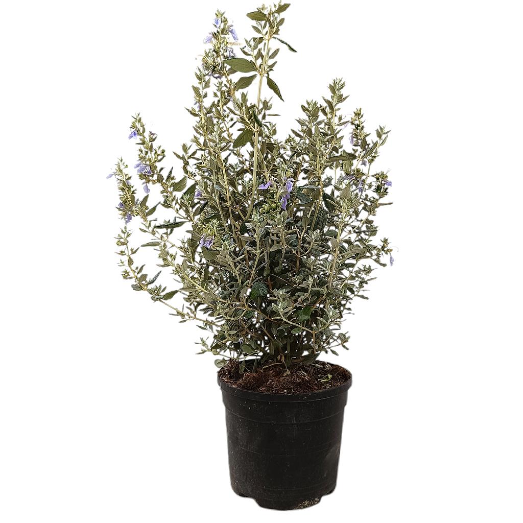 Teucrium Fruticans M19 60cm_0